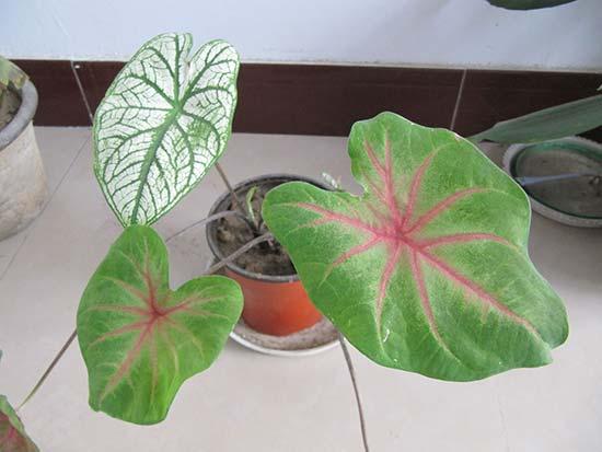 綠植的七種功效 天然的吸塵器